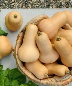 Hạt Giống Bí Ngô Kem Mật