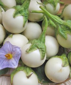 Hạt Giống Cà Pháo Trắng