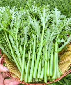 Hạt Giống Cải Cúc Nhật