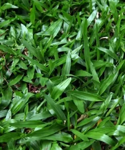 Hạt Giống Cỏ Lá Gừng