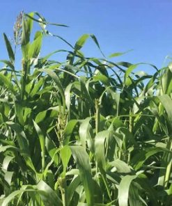 Hạt Giống Cỏ Chăn Nuôi ( Sudanlai)