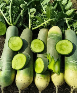 Hạt Giống Củ Cải Đường Xanh