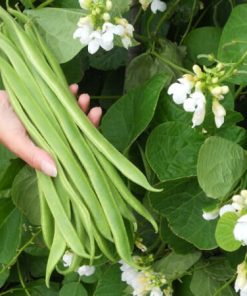 Hạt Giống Đậu Cove