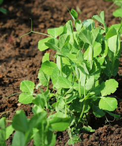 Hạt Giống Đậu Hà Lan Ăn Ngọn