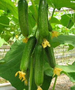 Hạt Giống Dưa Chuột Chùm