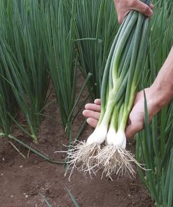 Hạt Giống Hành Lá