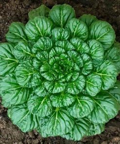 Hạt Giống Cải Hoa Hồng