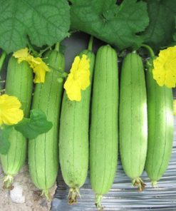 Hạt Giống Mướp Hương