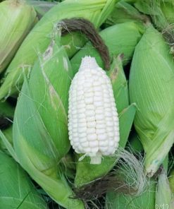 Hạt Giống Ngô Nếp Nù Sữa