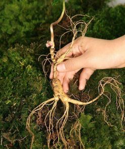 Hạt Giống Nhân Sâm