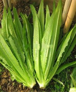 Hạt Giống Rau Diếp Thơm