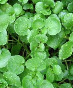 Hạt Giống Rau Má