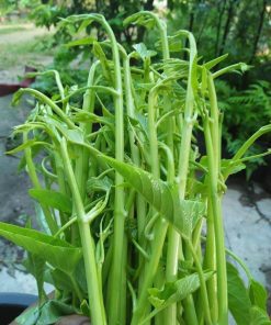 Hạt Giống Rau Muống Siêu Ngọn