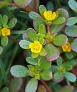 Hạt Giống Rau Sam