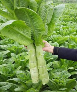 Hạt Giống Rau Tiến Vua