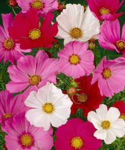 Hạt Giống Hoa Sao Nhái