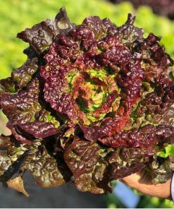 Hạt Giống Xà Lách Xoăn Tím